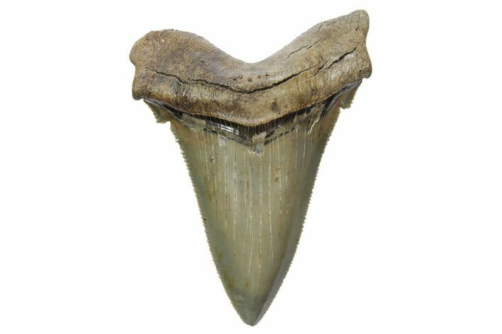 Serrated Angustidens Tooth - Megalodon Ancestor #353107